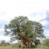 Graines de Baobab du Senegal en sachet