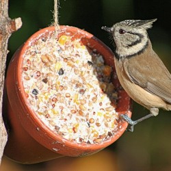 Coffret mangeoire oiseaux -...