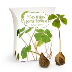 Boite cadeau trèfle chance