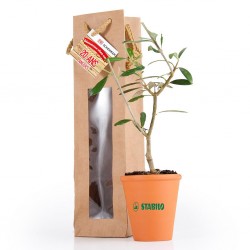 Jeune plant d'olivier à offrir