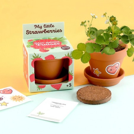 Graines de Fraisier à faire pousser Kit plantation 8 cm