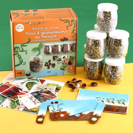 kit créatif germination du haricot en groupe