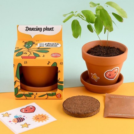 Graines de plante qui danse à faire pousser Kit plantation 8 cm