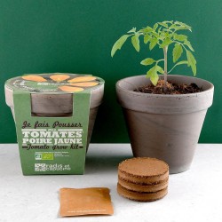 Pot Terre cuite Basalte 13cm Tomate poire jaune bio