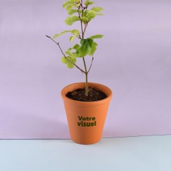 Jeune plant d'arbre à...