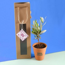 Jeune plant d'olivier à offrir
