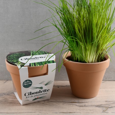 Pot Terre cuite Antique 13cm - Ciboulette Bio*