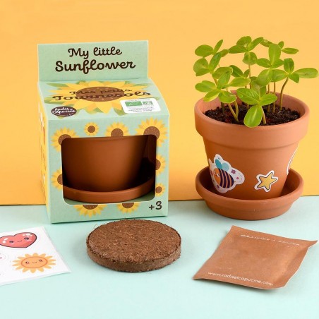 Tournesol à faire pousser Kit plantation 8 cm