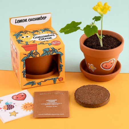 Kit pot terre cuite 8 cm - Concombre citron