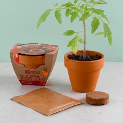 Mini kit tomate cerise Bio