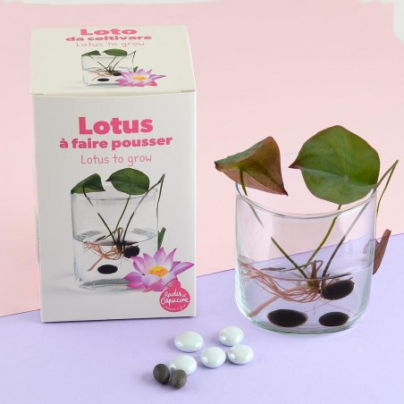 Coffret de culture Lotus avec vase