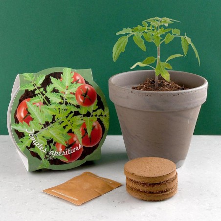 Pot Terre cuite Basalte 13cm Tomate cerise bio