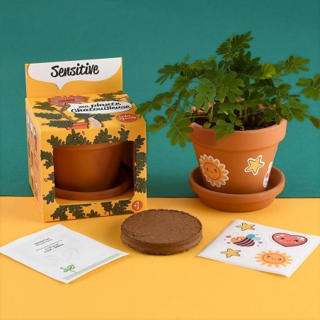 Graines de Mimosa sensitive à faire pousser Kit plantation 8 cm