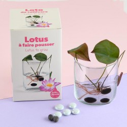 Coffret de culture Lotus avec vase