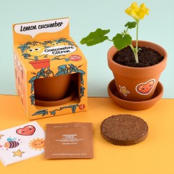 Kit pot terre cuite 8 cm -...