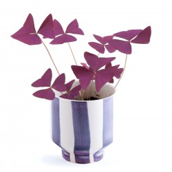 Trèfle pourpre à faire pousser