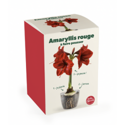 Kit Amaryllis rouge à...