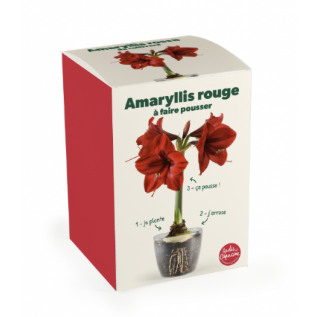 Kit Amaryllis rouge à fleurir pour Noël