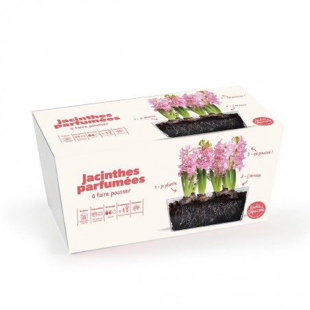 Jardinière Jacinthes parfumées à fleurir pour Noël