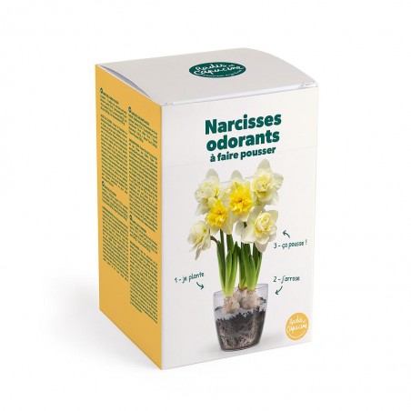 Kit Narcisses parfumés à fleurir pour Noël