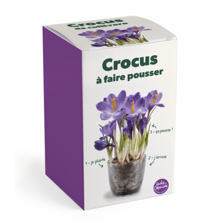 Kit Crocus Violet à fleurir pour Noël