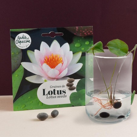 Graines de Lotus nymphéa à semer