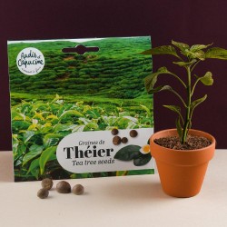 Graines de Théier de Chine...