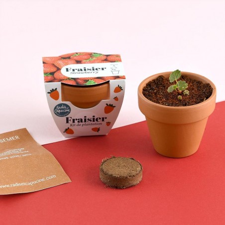 Mini Strawberry Gardening Kit