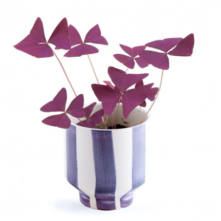 Purple clover to grow