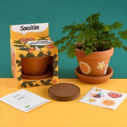 Graines de Mimosa sensitive à faire pousser Kit plantation 8 cm