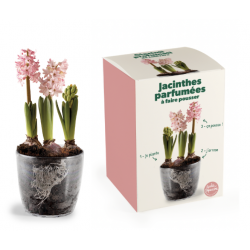 Kit Jacinthes parfumés à...