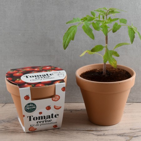 Pot Terre cuite Antique 13cm - Tomate cerise Bio*