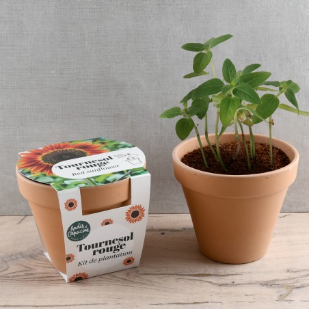 Antique Terracotta Pot, 13 cm - Red Sunflower