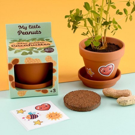 Graines de Cacahuètes à faire pousser Kit plantation 8 cm