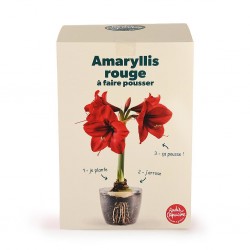 Kit Amaryllis rouge à...