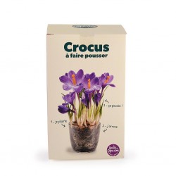 Kit Crocus Violet à fleurir...