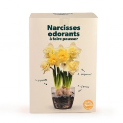 Kit Narcisses parfumés à...