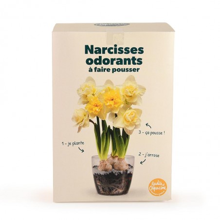 Kit Narcisses parfumés à fleurir pour Noël