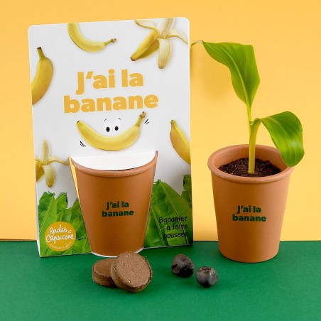 Kit jardinage message drôle "J'ai la banane" - bananier