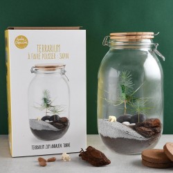 Terrarium DIY Sapin de Noël