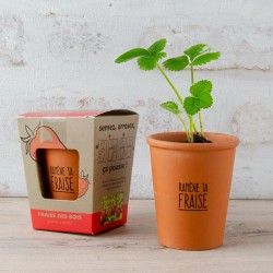 "Bring Your Strawberries" Planting Kit - Strawberry Seeds