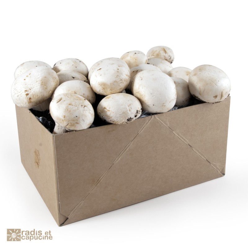 Graines cactus en sachet