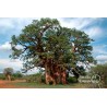 Baobab du Sénégal 