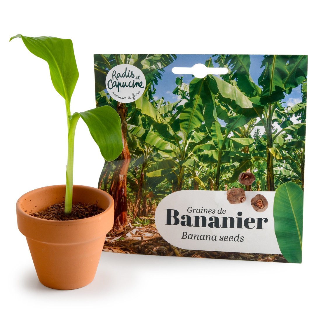Graines de Bananier d'Ornement pour Pot | Radis et Capucine