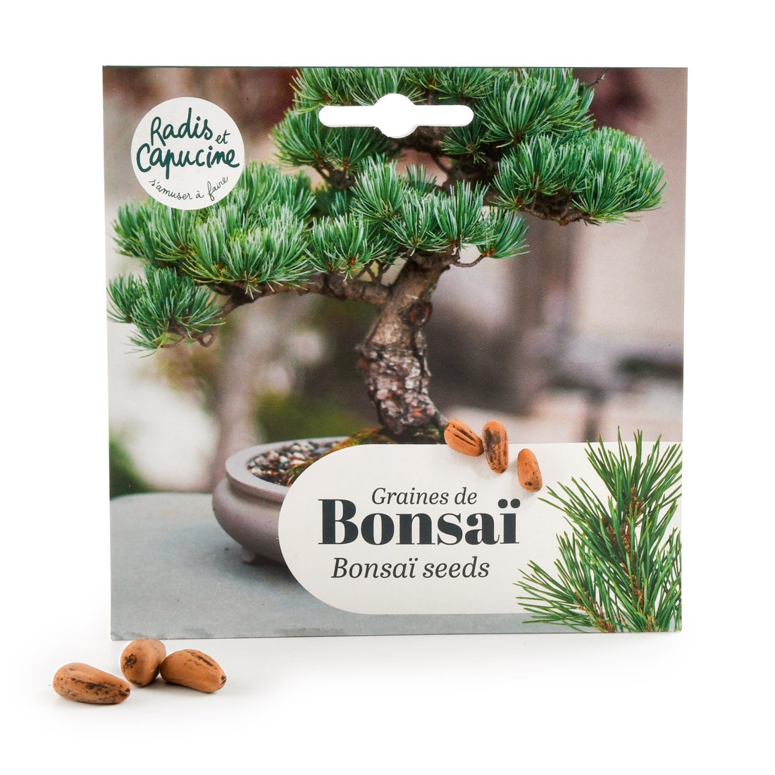 Graines de Bonsai Pin parasol
